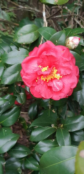 土地公後山1232702