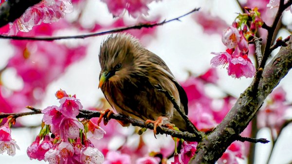 《青玉案・樂活櫻雲照水》2709181