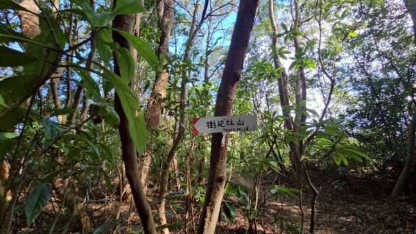 20251222竹東三山步道O型連走(樹杞林山、新具庄山、員崠子山)2975779