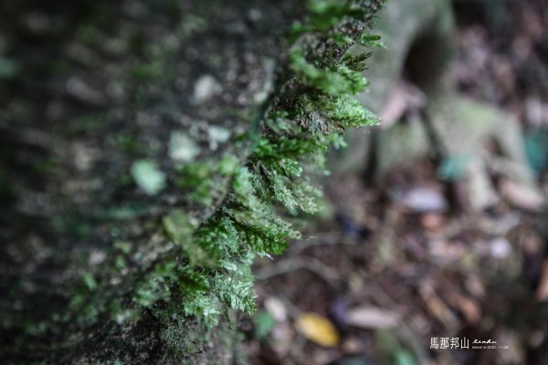 苗栗縣大湖鄉~馬那邦山1564942