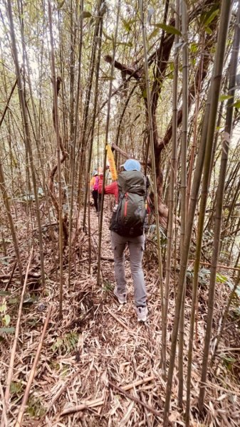青潭越嶺政大-賞梅花🌸安坑🐦嘴四秀2691668