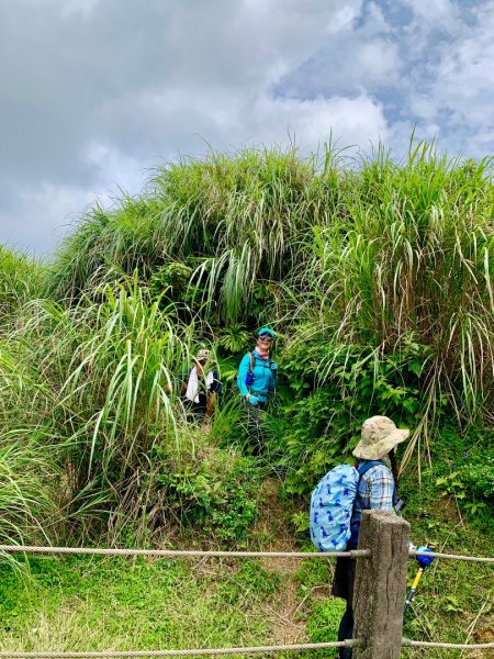 陽明山之美💙擎天崗--大油坑-挑硫古道2515257