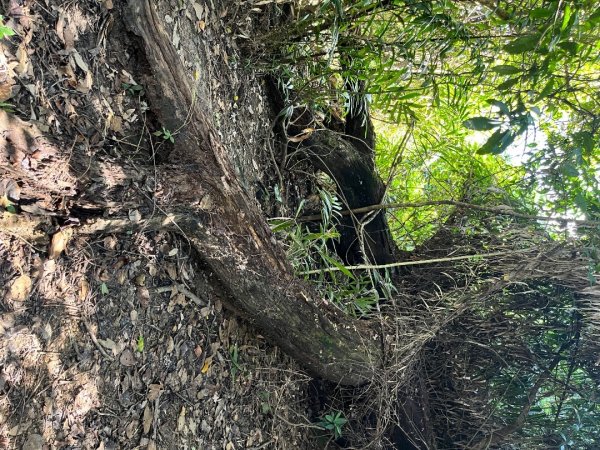 20250913_大橫屏山（南投小百岳）2941212