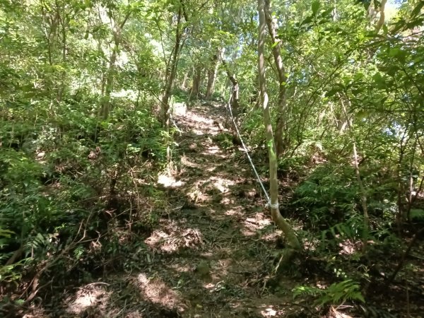 雙溪區中坑東山去回+林厝前荷花2877650