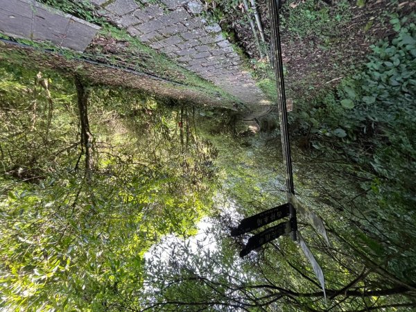 20230705_平溪薯榔尖、國旗嶺步道2762616