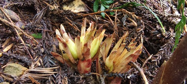 2025/09/20_鵝公髻山步道2892255