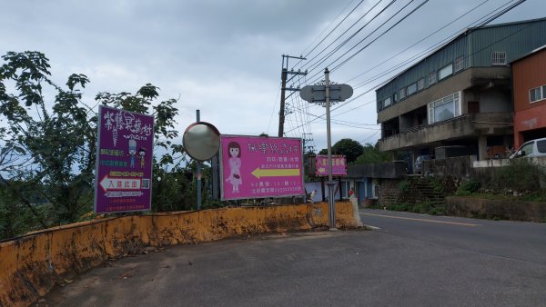 小百岳NO.5觀音山 牛港稜步道  硬漢嶺   楓櫃斗湖登山步道2090113