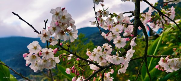 追花是簡單的快樂，賞花是恬淡的幸褔 2/252720090