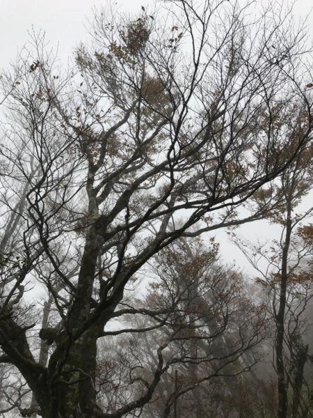 迷霧中的山毛櫸465343