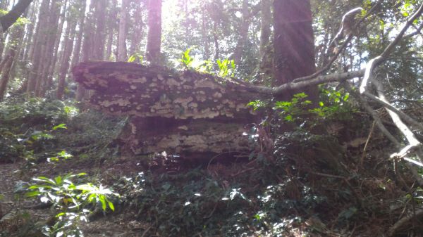 高台山+大中小島田102508