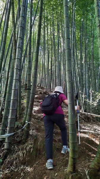 《南投》溪頭三秀｜溪頭山竹崙山志騰山O繞樟仔林林道202509212893459