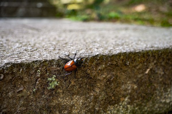 五分山｜小百岳2915430