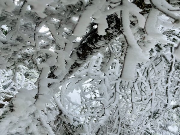 絕美銀白世界 玉山降下今年冬天「初雪」1236067