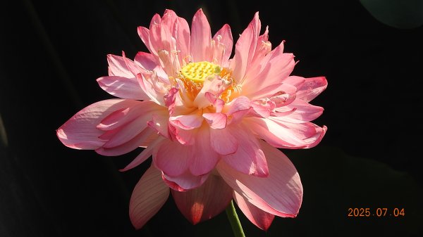 天龍國阿伯的日常-雲山水花鳥蝶 #日出 #牡丹蓮 #香水蓮 #手機拍攝 賞蝶趣 7/42826972