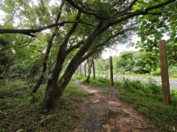 [百山百鳥尋旅-02/15] 2025_0809 社頂自然公園步道2856898
