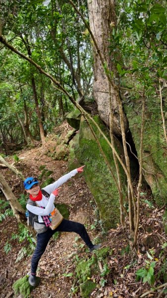 東勢大崙、東勢坑山、觀音湖山O走2986306