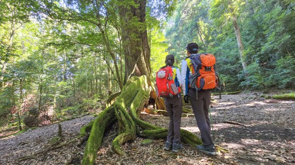 【雪見遊客中心】大板根、北坑山、東洗水山步道、司馬限林道~6.2K老少皆宜的悠閒步道，2.2K考驗體力與耐力，大板根步道