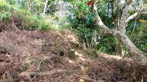 坪林區金瓜寮土地公-火炎山東峰-火炎山-火炎山南峰-金瓜寮土地公O型3138287