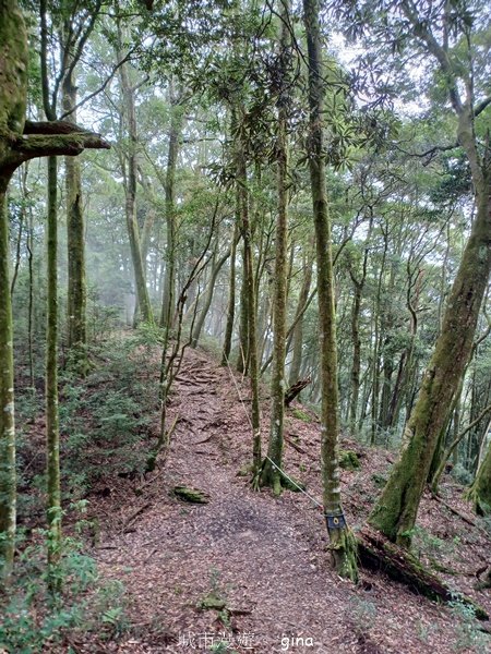 【台中和平】迷霧山林。 谷關七雄~屋我尾山(大雪山北登山口)2339069