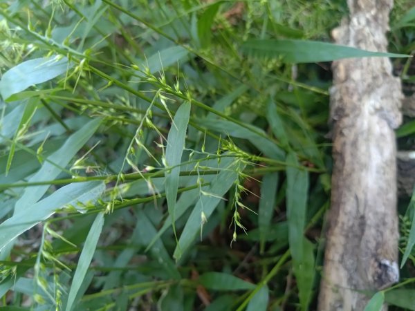 嚼嚼斯古道，嚼嚼斯部落遺址，鱉頭山2606060