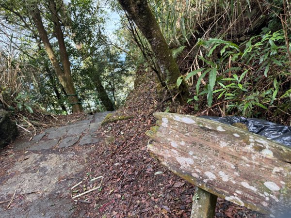 1150301溪頭天文台步道3008337