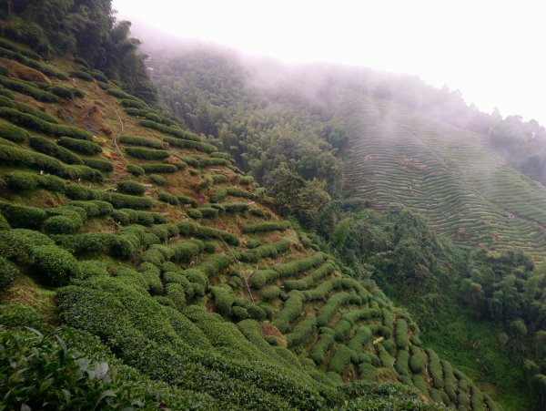 留龍頭 嶺頭山 忘憂森林705339