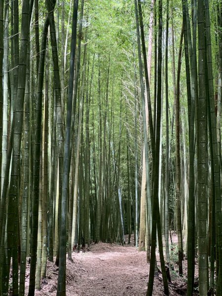 嵐山再古坑。五元兩角 木馬古道2806163