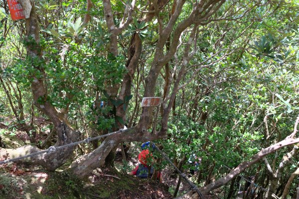 桃園復興區  東卡O縱2823833