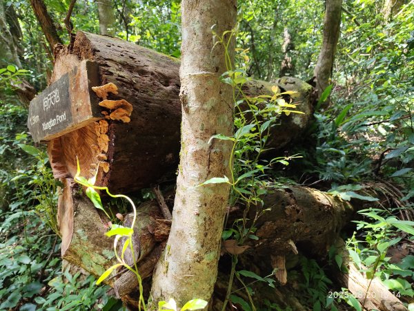 【臺北大縱走 1+2】2-2 大屯主峰-連峰步道→下青礐步道→貴子坑步道→忠義山步道→楓丹白露步道2866905