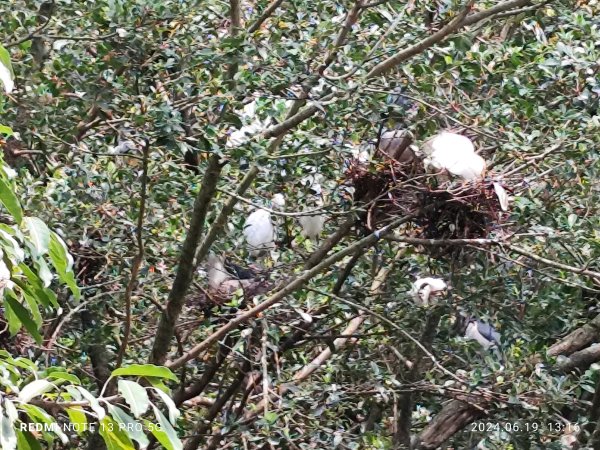 大安森林公園、安湖三號公園【走路趣尋寶，全臺齊步走】2530649