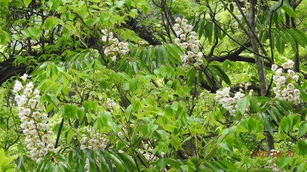 五色鳥和鐘萼木&夕陽晚霞 4/202766518