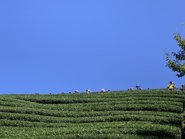 20250816嘉義鼠眉毛O繞2864069