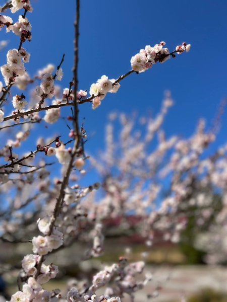 🌈2/16(日)-17(一)福壽山+武陵農場賞櫻🌈🌸FB：熊熊趴爬走 歡迎加入2714882