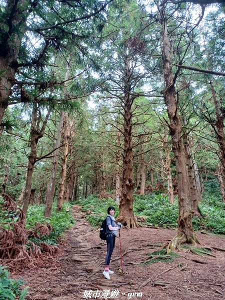 【台中和平】柳杉孟宗竹香杉步道林相豐富。 長壽山(肥崠山)山徑2880634