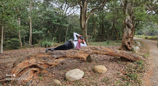 20260127三通嶺山.三義山(大桁茂山).慈濟山.大坪山大O走2989907