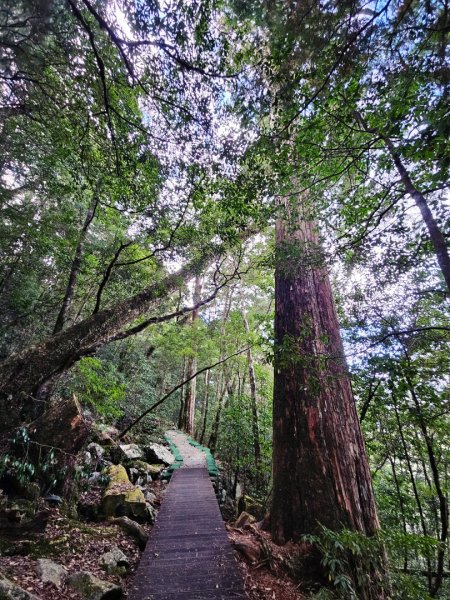 大雪山森林遊樂區森林浴步道2966018