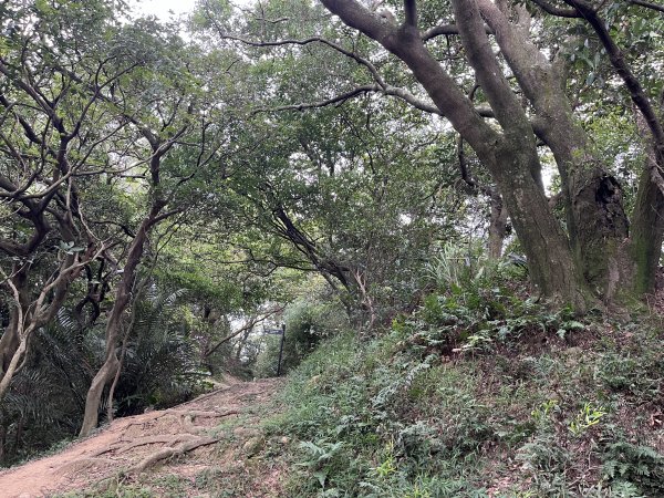 [微笑山線_第二段] 2025_0720 大棟山系_百年大榕樹2843331