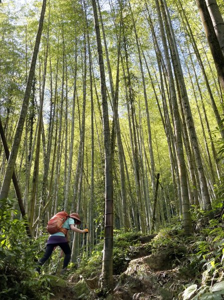 米堤上鳳凰山 (經 台寅山 天文台 O繞)2167378