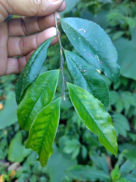 亞麻灣山 日湯真西南峰 亞麻灣山西峰2980015