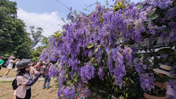 115.04.12金平山西峰-蝙蝠洞之旅3034693