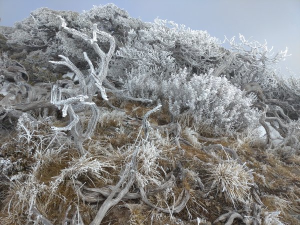 【台中市和平區】雪山主北東翠池(3/4)957569