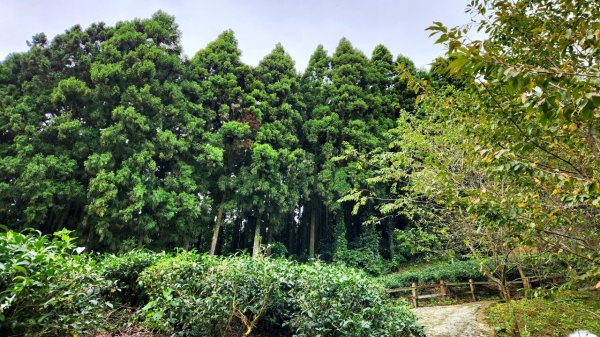 【中級山】有一種美，令人不想回家，新竹鵝公髻山2744652