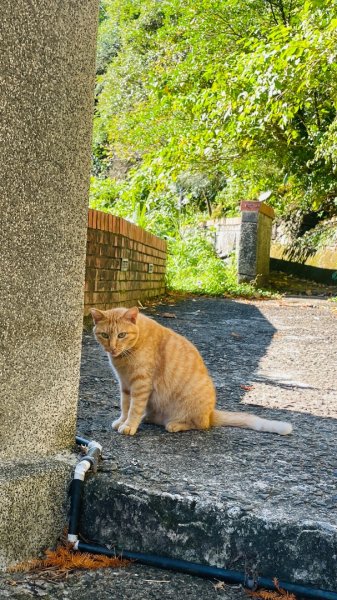 無耳茶壺山步道2878419