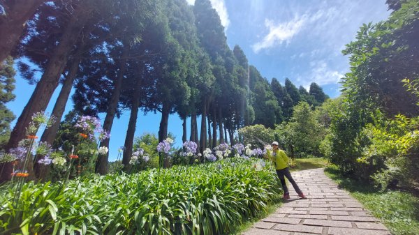 雪霸觀霧野馬瞰山、檜山巨木群步道2266546