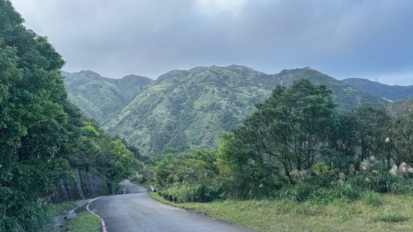 黃金三稜賞芒花2950869