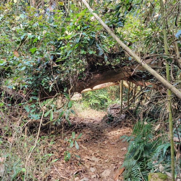 馬那邦山、細道邦山（小百岳）2435578