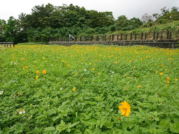 貓空樟樹步道 2017.05.21139509