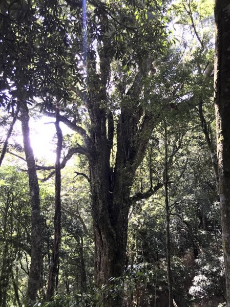 高島縱走（高台山連走島田山）202105081968747