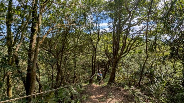 114.06.28內平林山-番子坑山-平湖森林遊樂區之O型2824253