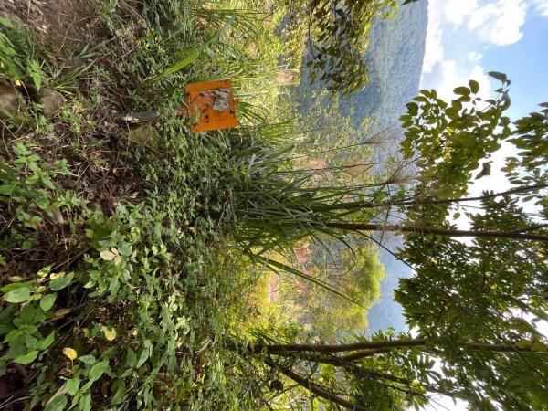 20231102_關西赤柯山（森遊竹縣）2762965